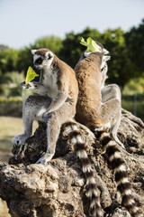 Lemur