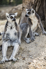 Lemur
