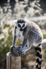 Lemur