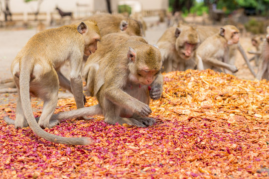Monkeys eating, temple in Thailand.
