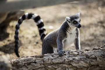 Lemur