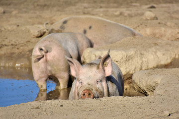 domestic pigs in a wallow
