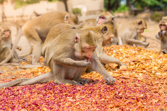 Monkeys eating, temple in Thailand.