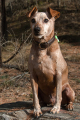 Brown pinscher sitting on tree stump
