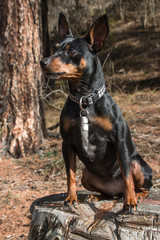 Black-brown pinscher mix sitting on tree stump
