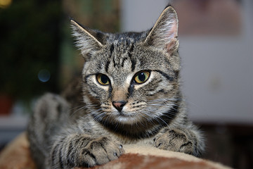 cat © Marek