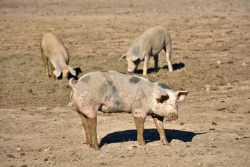 domestic pigs on range land