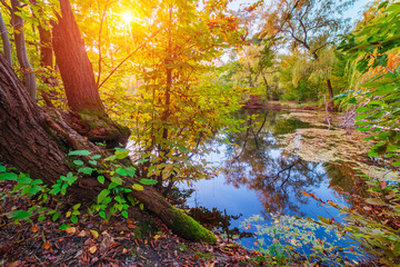 River in a delightful autumn forest at sunny day