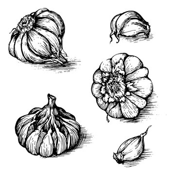 Vector hand drawn set of garlic with cloves. Spices sketch illustration isolated on white background