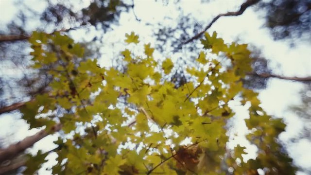 Trees and leaves for background. Autumn forest. Soft excellent bokeh. 