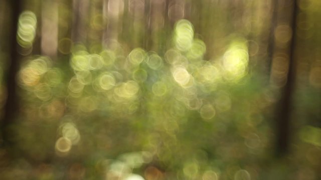 Trees and leaves for background. Autumn forest. Soft excellent bokeh. 