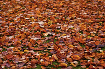 Autumn Leaves