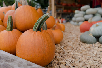 Herbstlicher Kürbismarkt