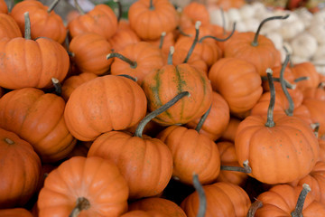 Herbstlicher Kürbismarkt