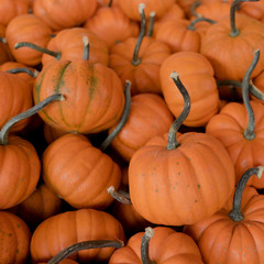 Herbstlicher Kürbismarkt