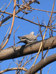 Dove (Streptopelia decaocto) sitting on bare tree branch in front of blue sky, view from below