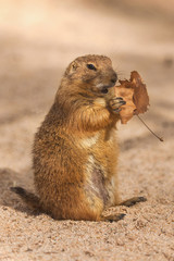 Prairie Dog eating a leaf