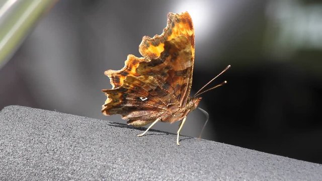 Comma (Polygonia c-album) sucks minerals from the handle of a bicycle