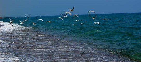 U&ccedil;un kuşlar u&ccedil;un