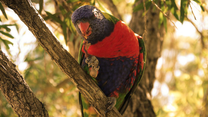 Regenbogenlori in Sydney, Australien