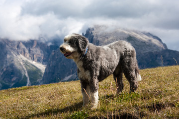 Bearded Collie dog in the Dolomites