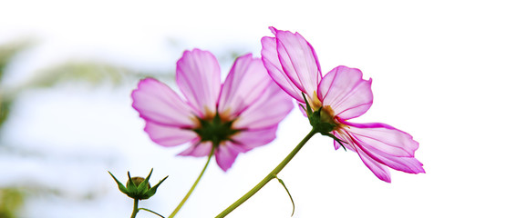Macro Shot of pink Cosmos flower.
