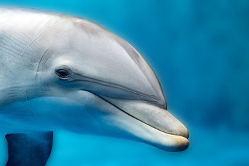 Obraz premium dolphin close up portrait detail while looking at you