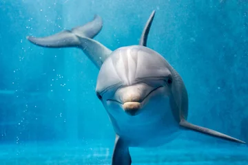 Foto op Aluminium dolfijn close-up portretdetail terwijl hij naar jou kijkt © Andrea Izzotti