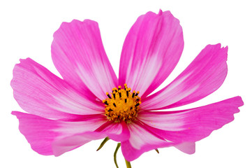 Cosmos flower isolated on white.