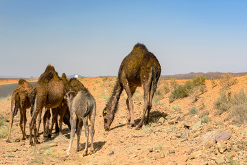 group of dromedary in morocco