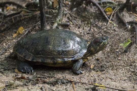 Image of an eastern chicken turtle on nature background. Baby tu