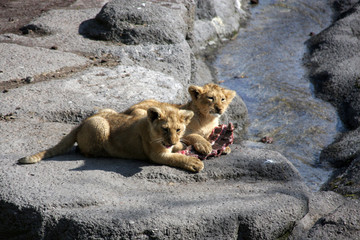 Two lion babis eating meat