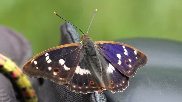 Lesser Purple Emperor (Apatura ilia) sucks minerals from a camera bag