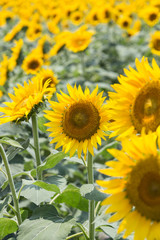 ひまわり -夏の風景-