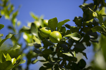 ripening fruits lemon tree close up shot