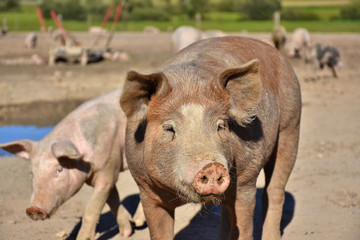 domestic pigs on range land