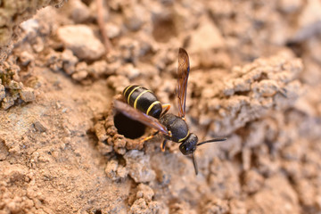 Female Potter wasp building her nest, endangered species