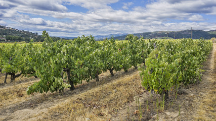 Fototapeta na wymiar Vineyards in the summer on a sunny day