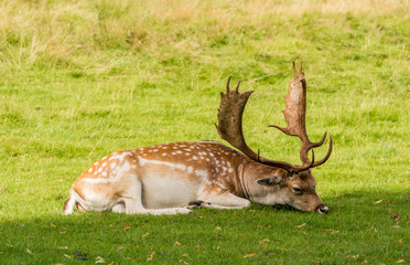 Naklejka na ściany i meble Fallow deer stags resting in summer sunshine, Tatton Park, Knutsford, Cheshire