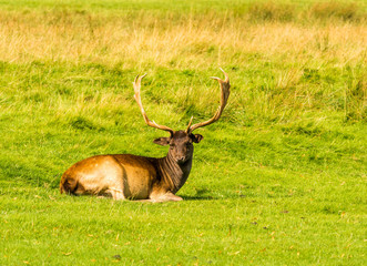 Fallow deer stags resting in summer sunshine, Tatton Park, Knutsford, Cheshire