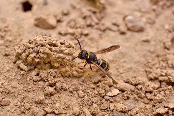 Female Potter wasp building her nest, endangered species