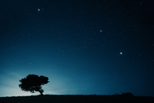 Night sky landscape with starry sky and lonely tree on top of a hill 