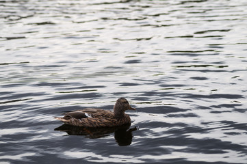 Schwimmende Stockente 