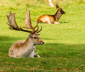 Naklejka na ściany i meble Fallow deer stags resting in summer sunshine, Tatton Park, Knutsford, Cheshire