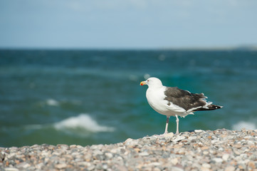 Möwe am Strand