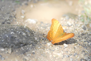yellow butterfly on the floor
