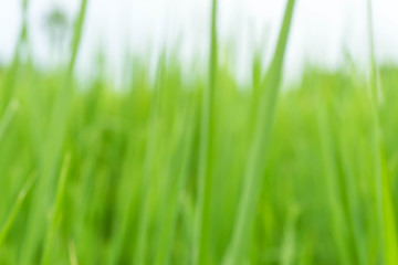cornfield blurred background / Blurred nature background / green and white background from tree in sun light.