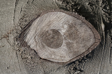 bois matière arbre noble matière texture coupe tronc forêt 