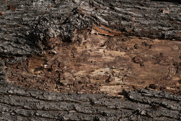 bois matière arbre noble matière texture coupe tronc forêt 