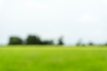 cornfield blurred background / Blurred nature background / green and white background from tree in sun light.